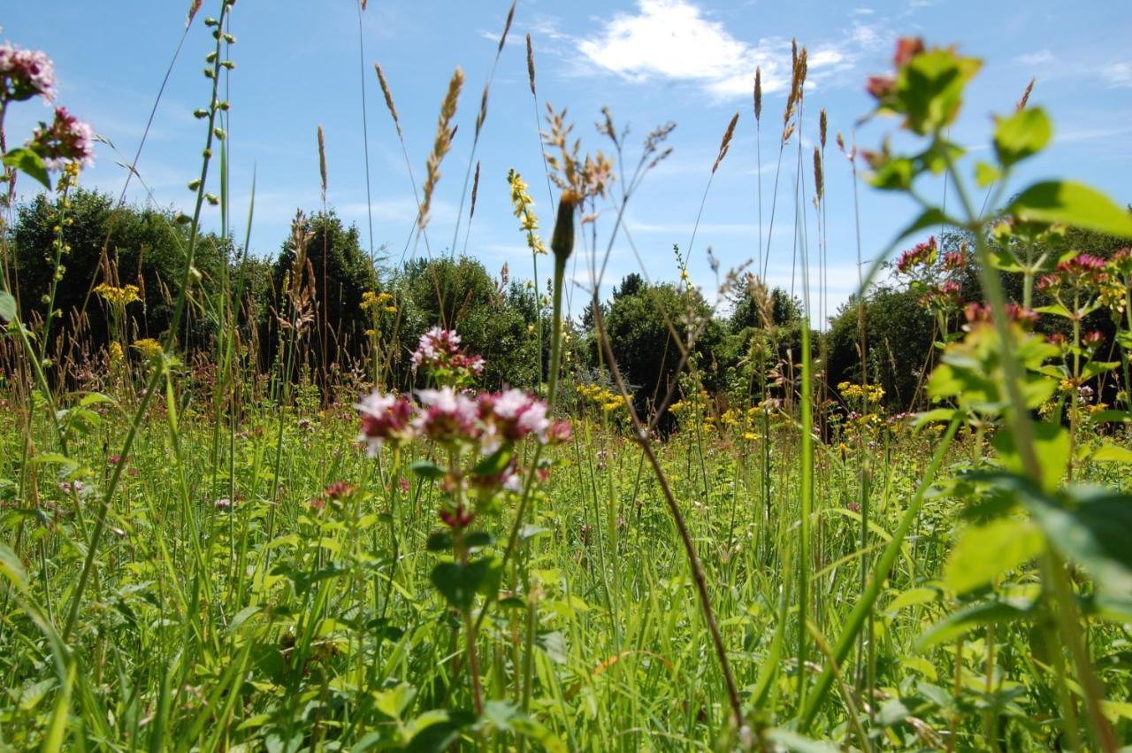 South Downs Eco Lodge & Camping East Meon 외부 사진